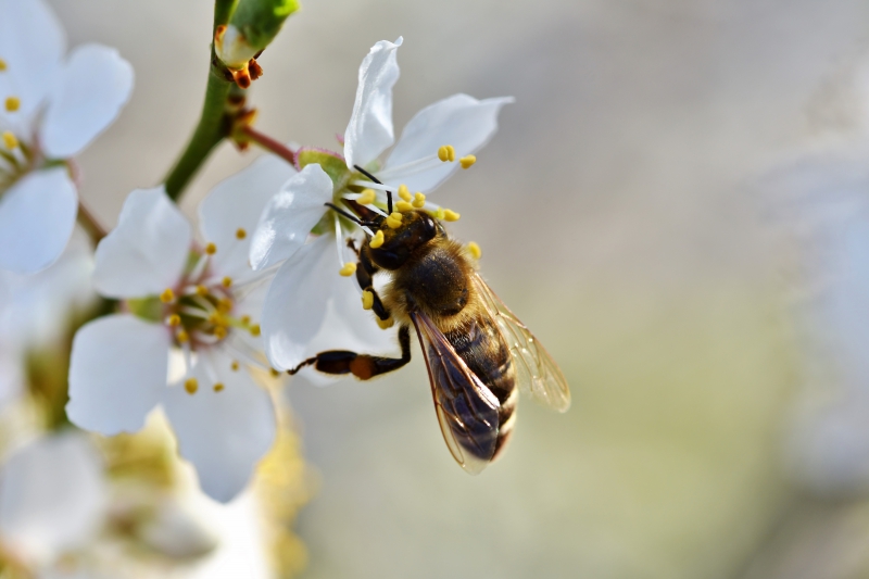 jardinerie-THEOULE SUR MER-min_bee-4092986